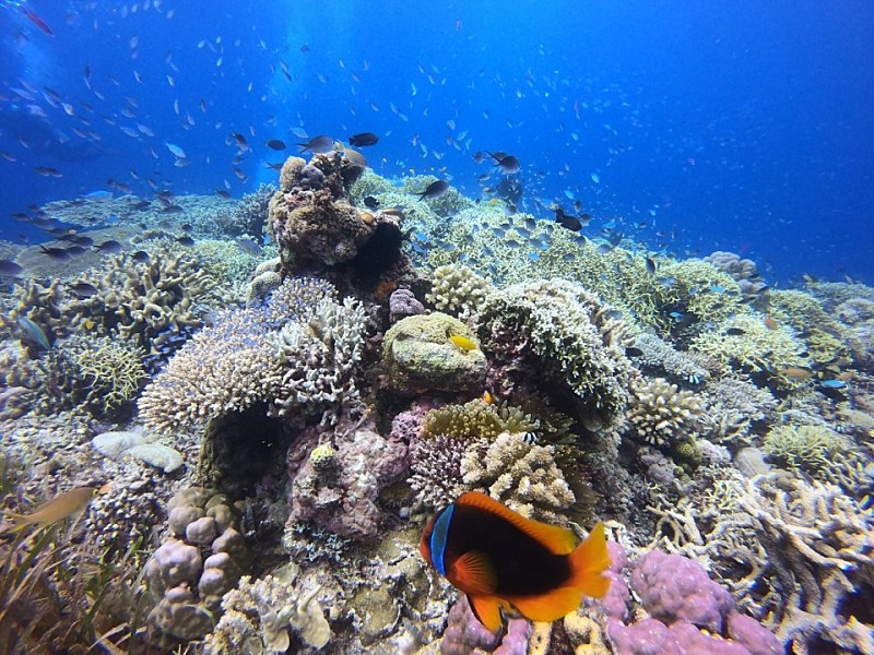 [보홀] 보홀 가이드맨 NIA 가이드님과 함께한 보홀 100프로 솔직 후기!!!!!!!!♥(Feat.루 가이드님,세부 벨라 가이드님)