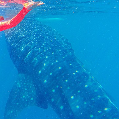 [세부] 세부 자유여행 4박5일 이든가이드님