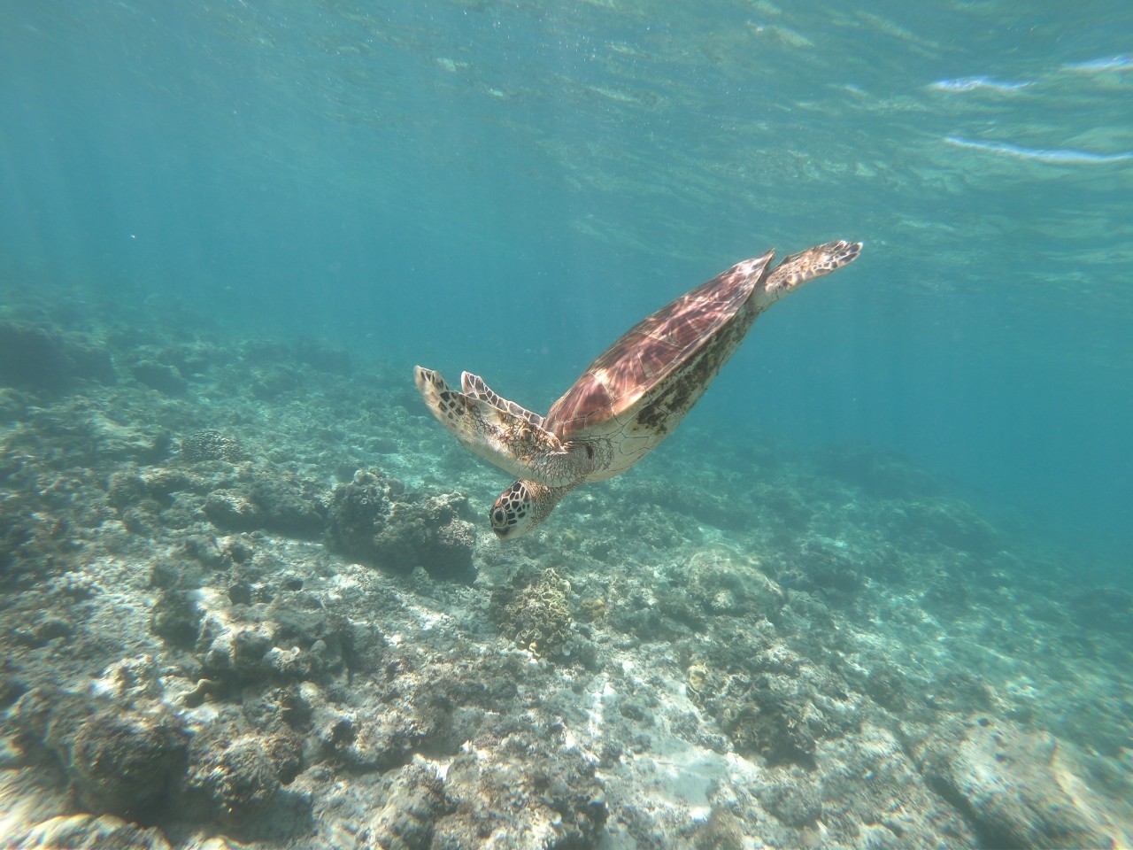 [세부] [보홀] Cebu & Bohol 다시 가고 싶은곳!(샤빌가이드님)
