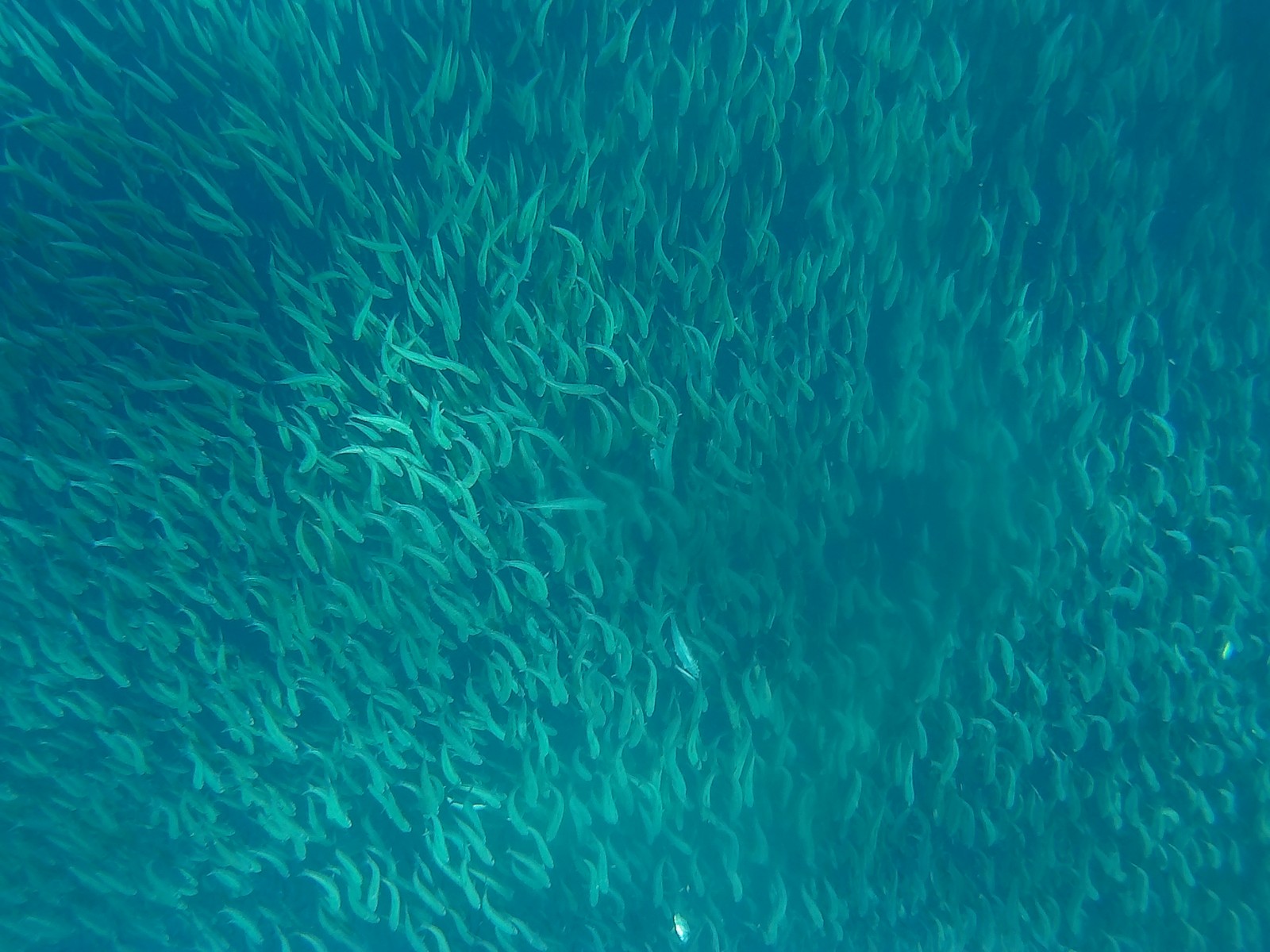 [세부] 우당탕탕 아론가이드님과 함께한 오슬롭모알보알 후기!