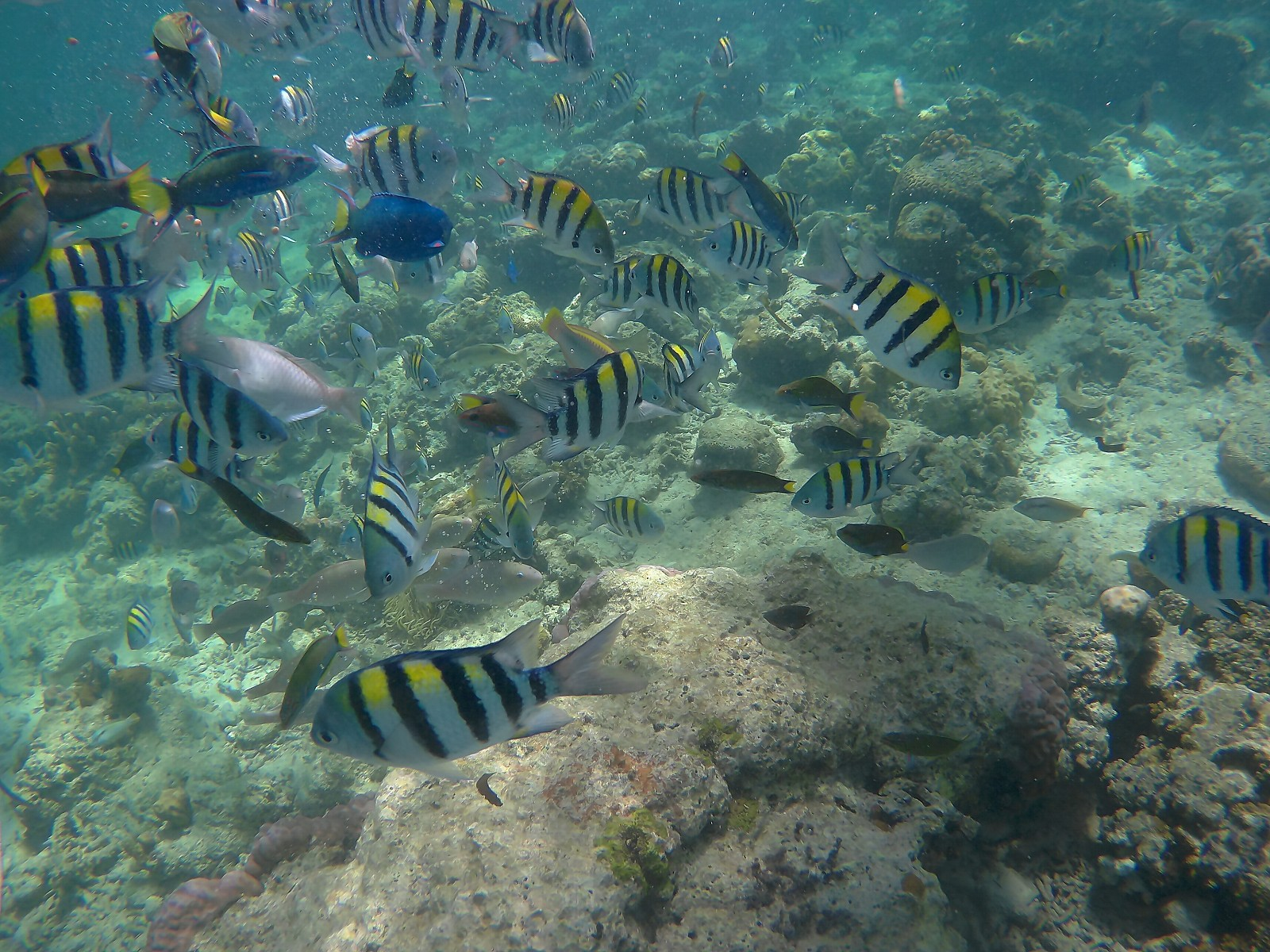 [세부] 극기훈련여행일정.