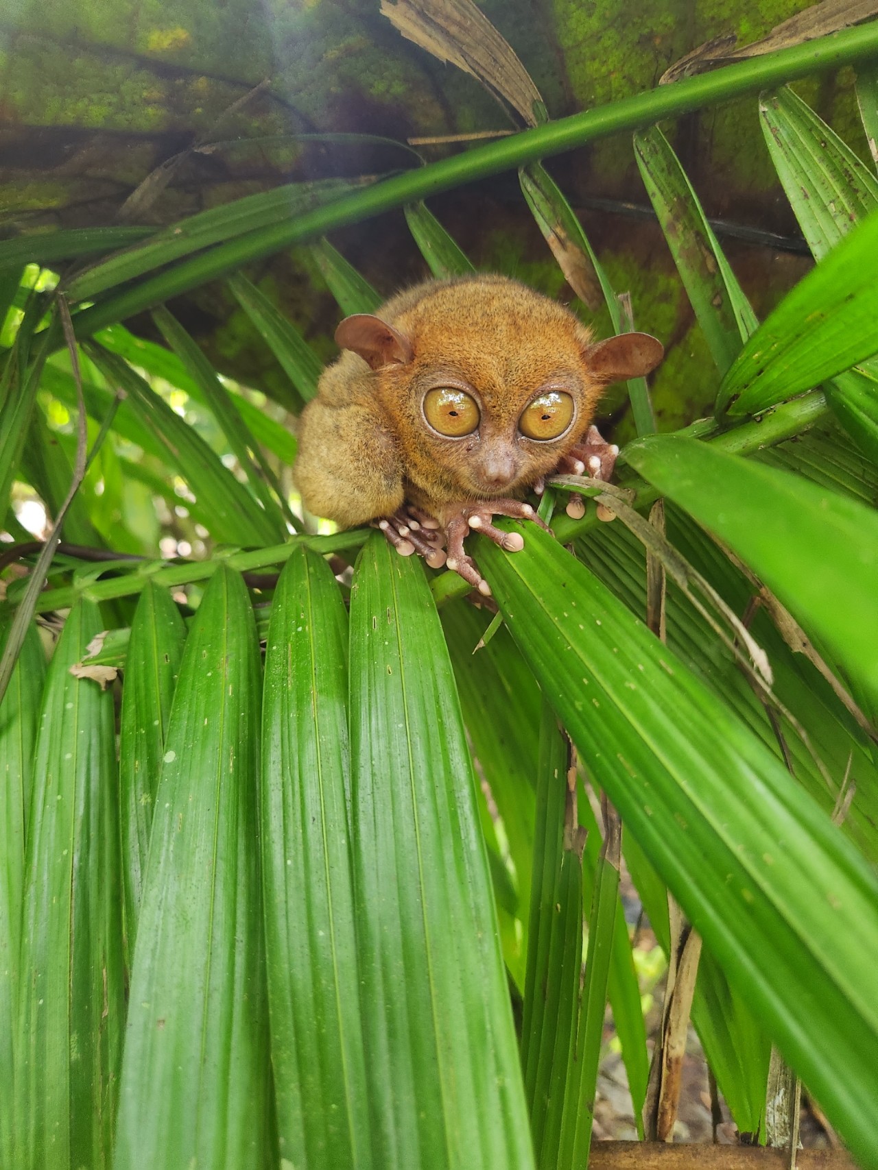 [보홀] 날씨가 신기해요 보홀여행후기(콜가이드)