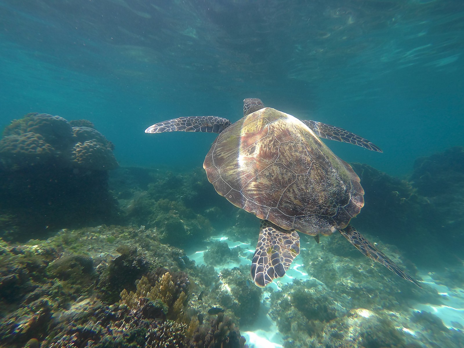 [보홀] 보홀이야기~~❤ 콜 가이드 짱