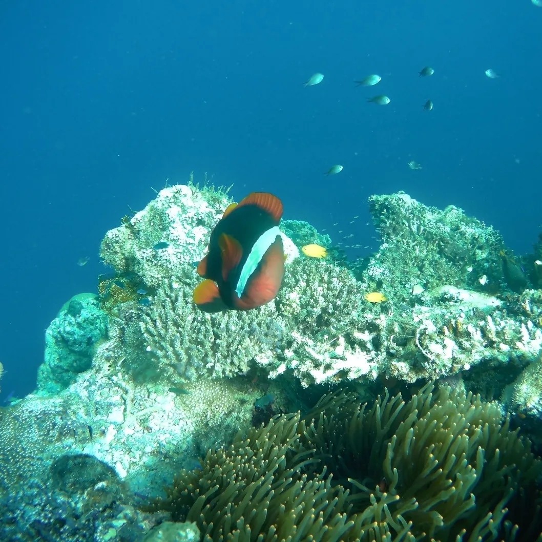[보홀] 테디가이드님 덕분에 즐거운 여행이였어요