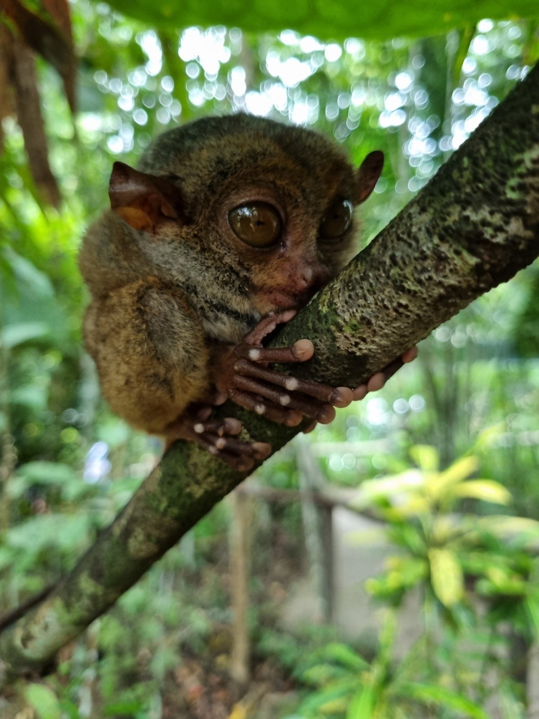 [보홀] teddy가이드님과 함께한 행복만땅 보홀여행~