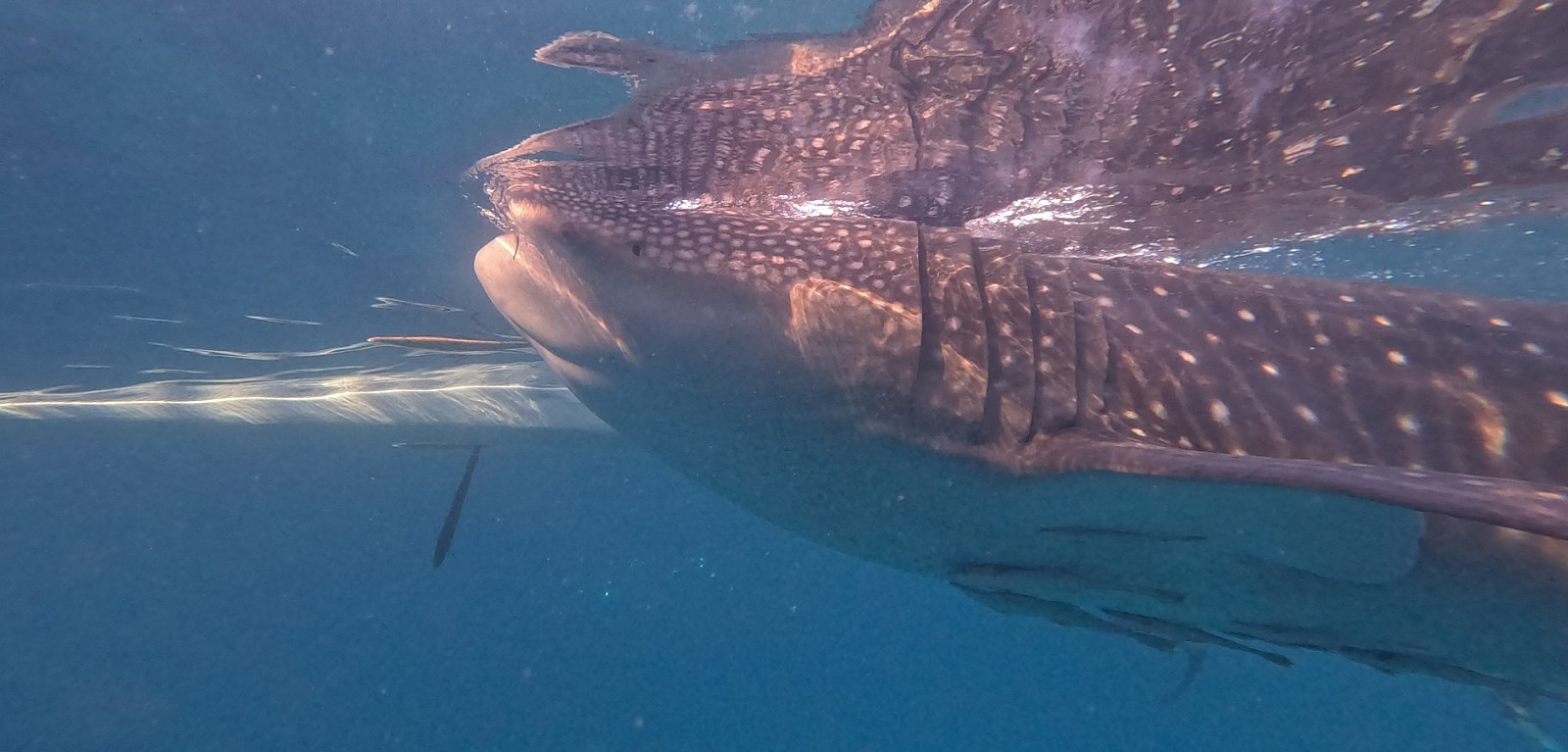 [세부] 세부 워크샵 후기