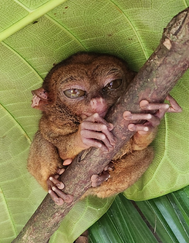 [보홀] 자레드가이드님과3박4일여행기