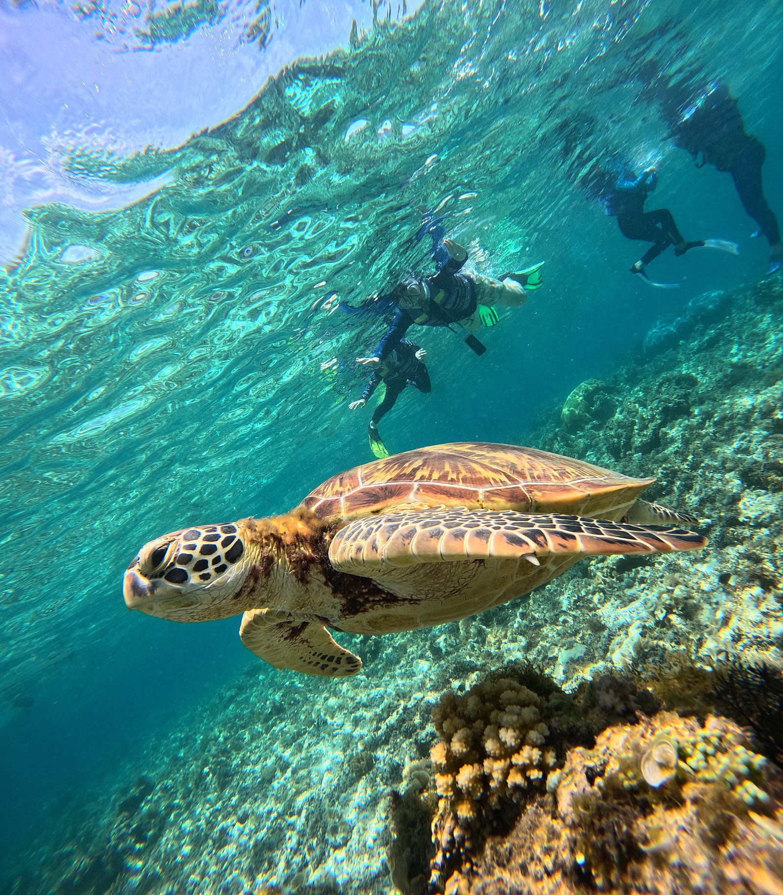 [보홀] [4.16~20] 가이드맨과 함께한 보홀여행(with 테디가이드님)