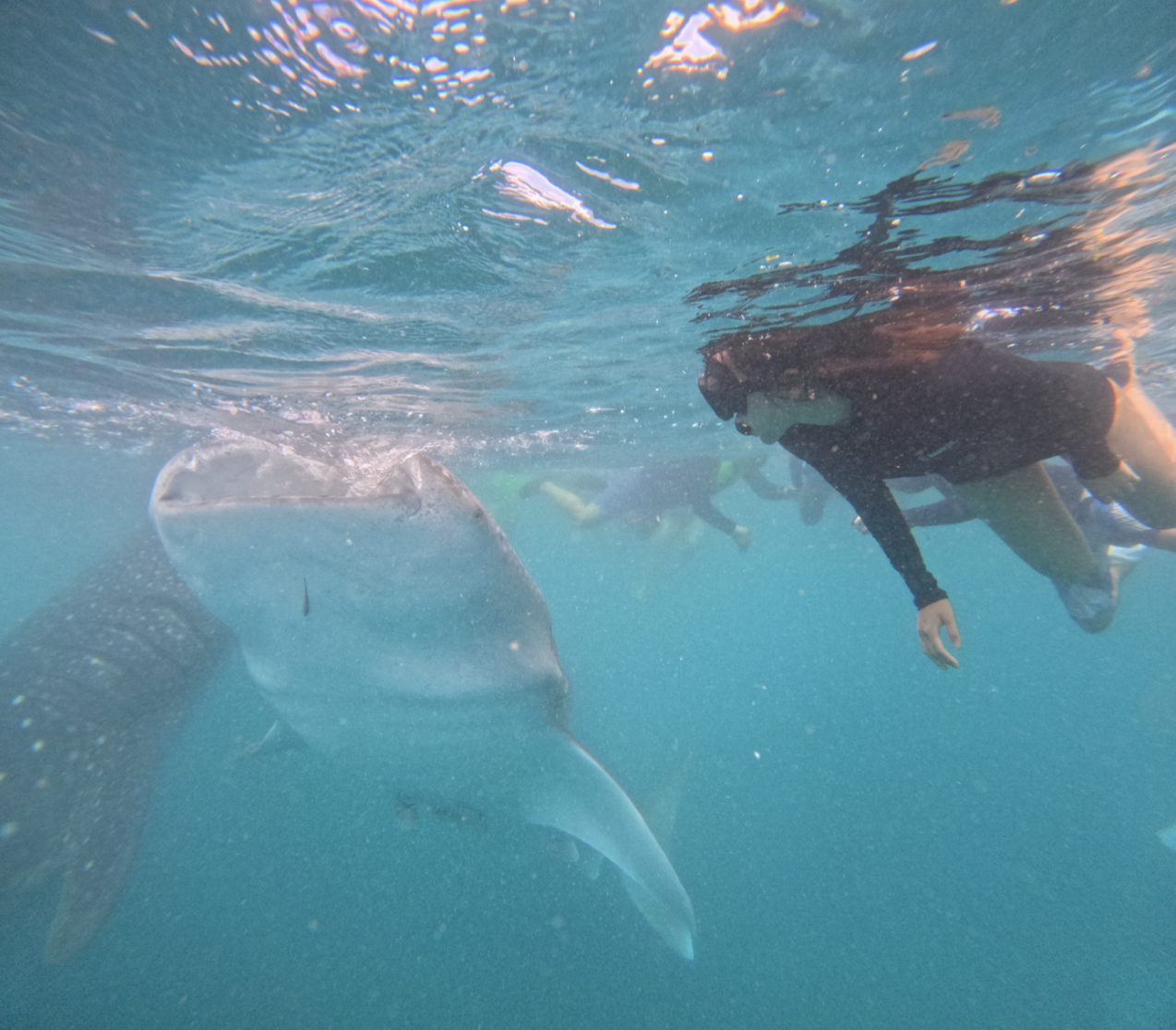 [보홀] 오스카 가이드님과 함께한 행복한 보홀 여행 후기
