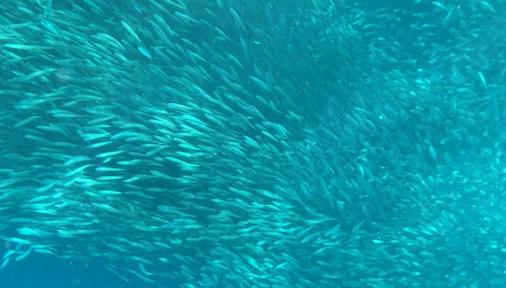 [세부] 아론 가이드님과 함께여서 더 행복했던 2박4일 세부여행 후기