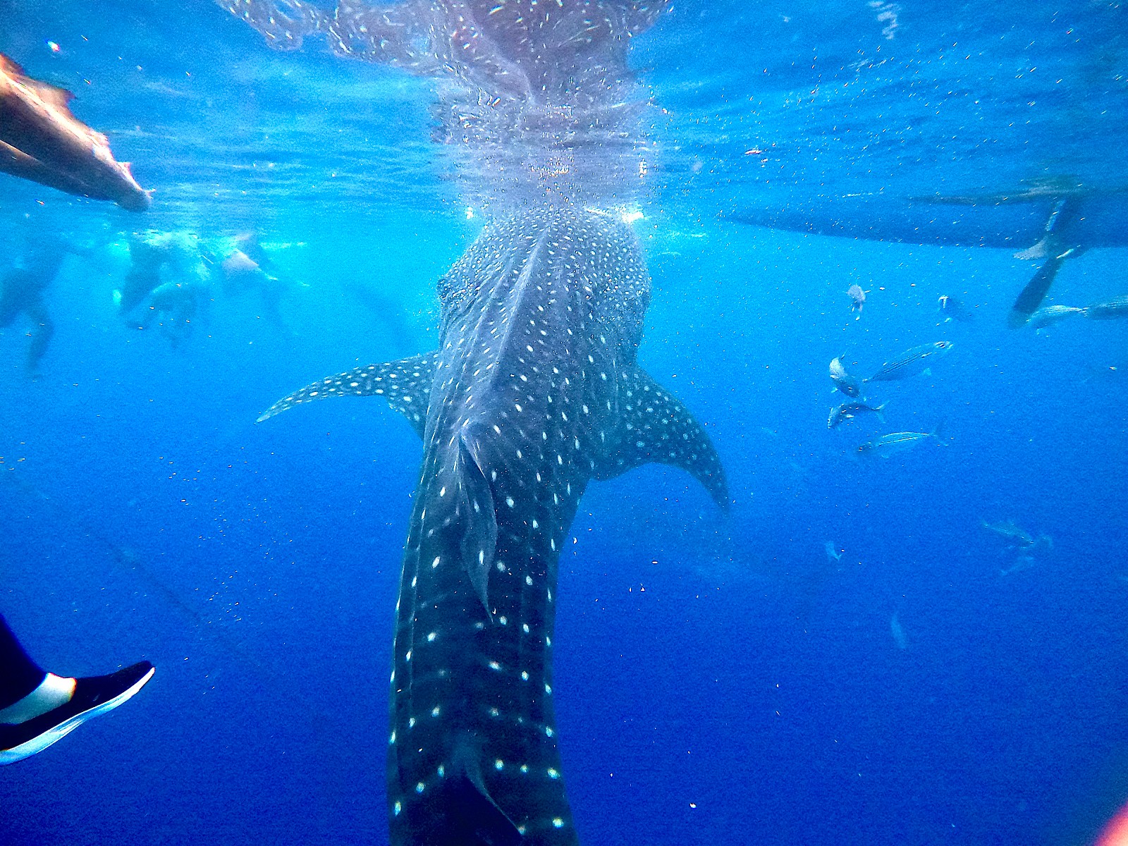 [세부] [여행후기 DAY 2] ARON 아론 가이드님 덕에 최고였던 세부여행 2일차