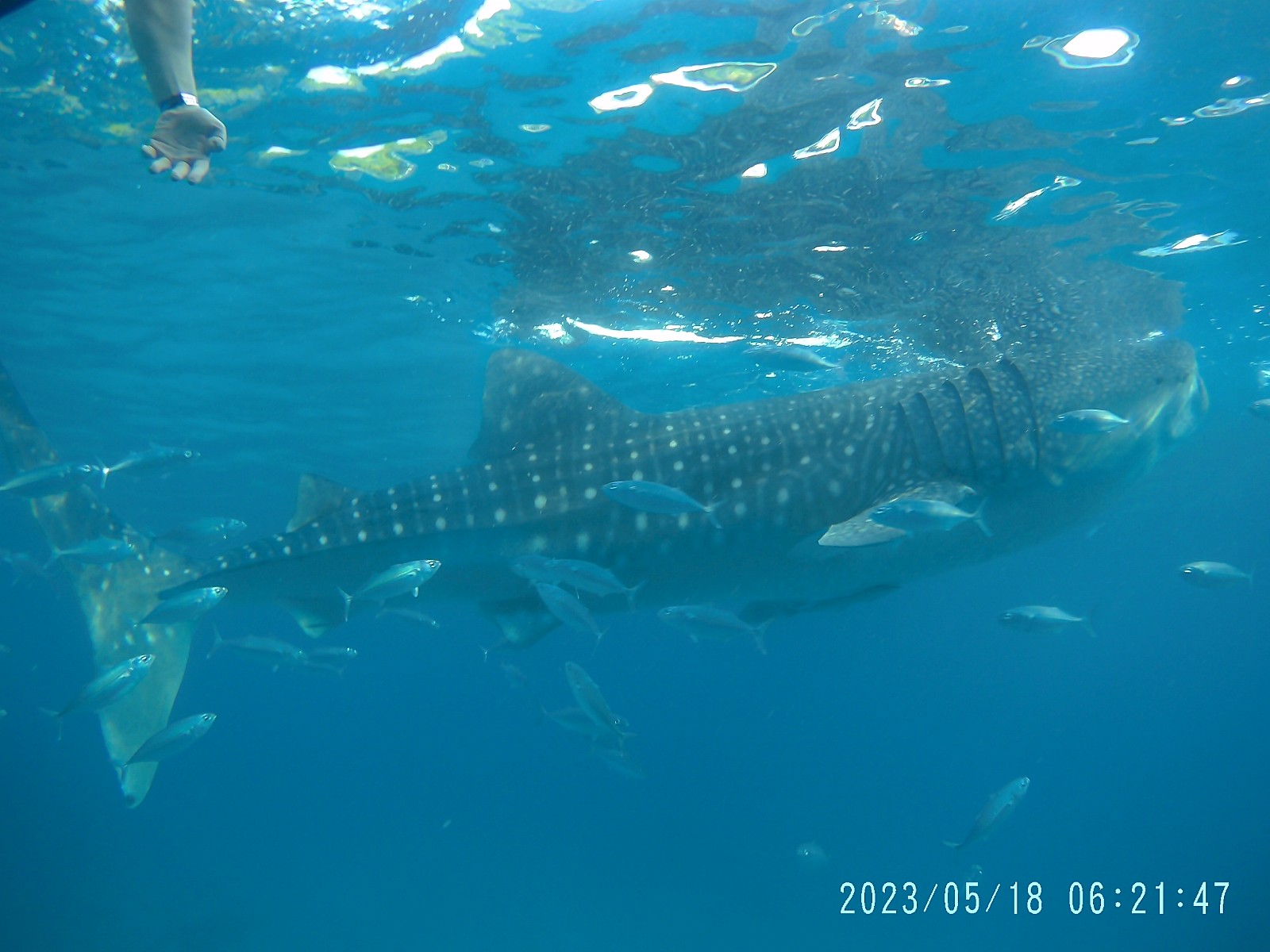 [세부] 잭(Jack) 가이드님과 즐거웠던 세부????