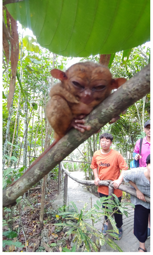 [보홀] 즐거운 보홀여행~~^^