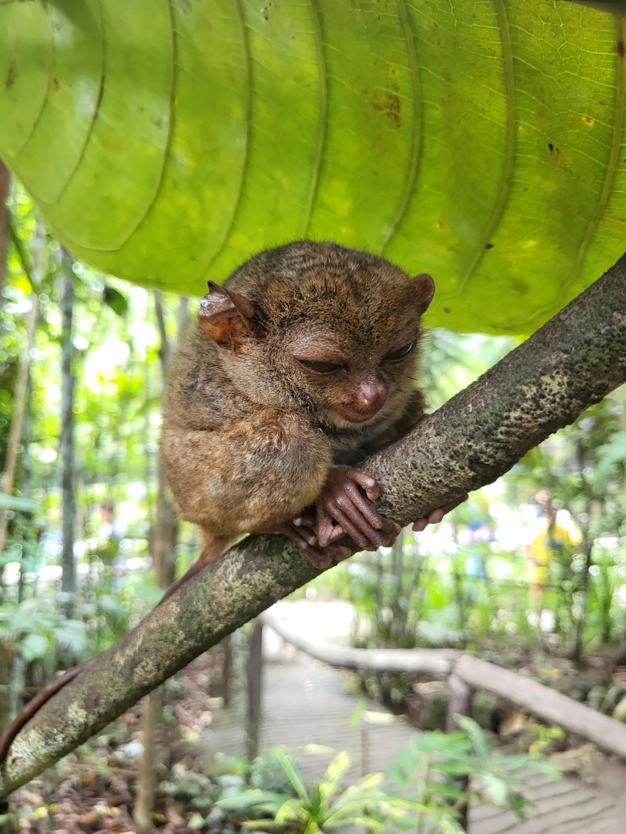 [보홀] 데니스가이드님과 함께한 보홀가족여행