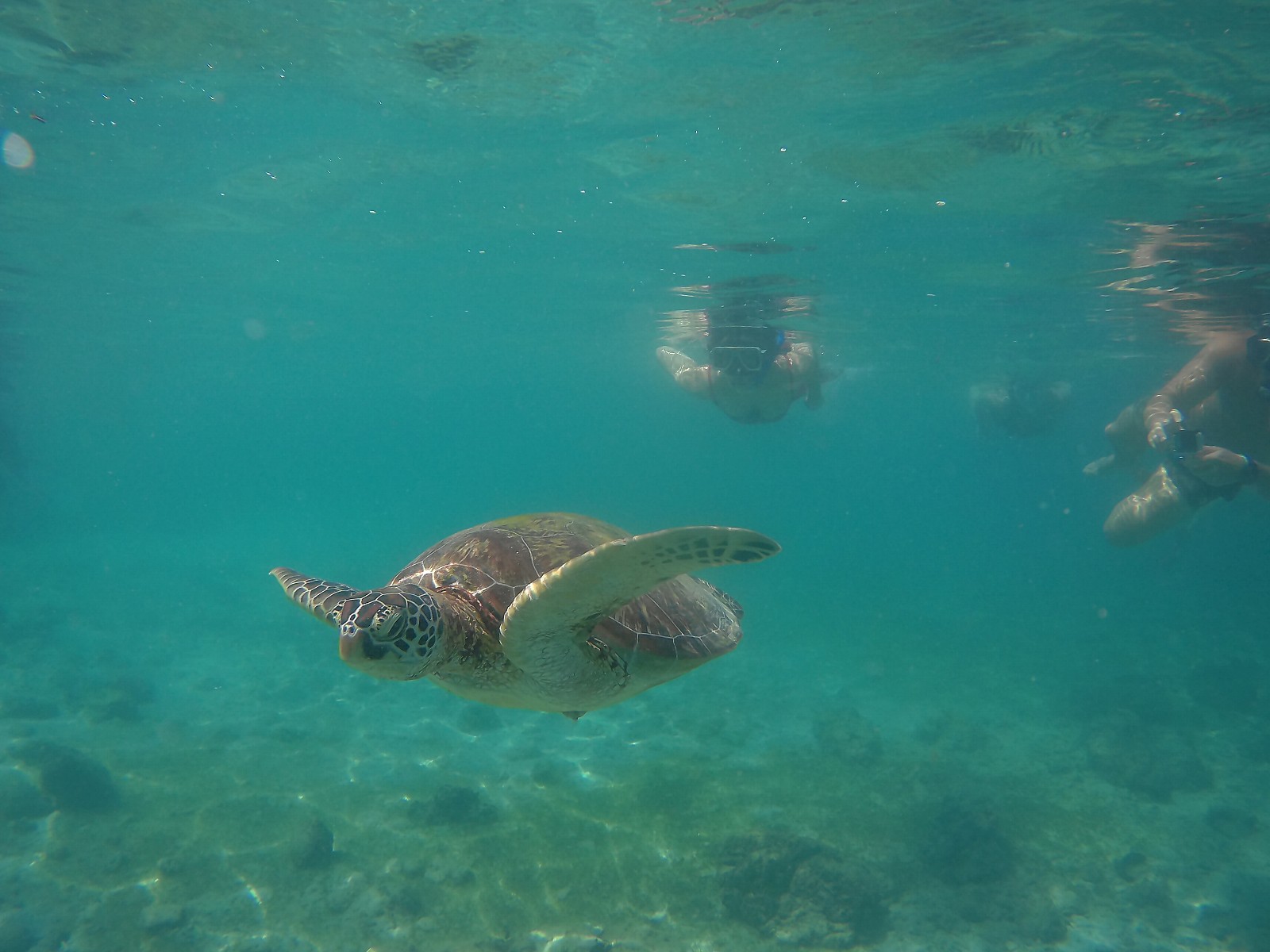[세부] 세부 호핑투어 다녀왔어요