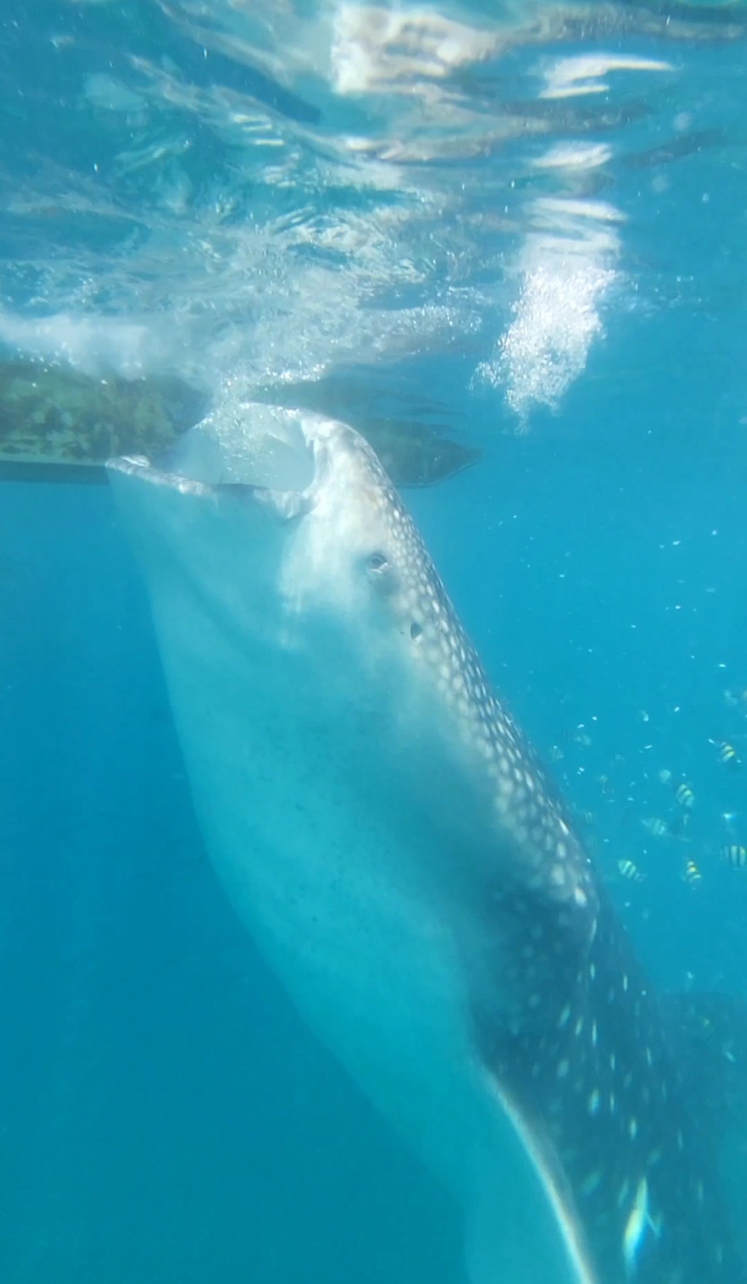 [보홀] 보홀  min 가이드님 사랑합니다♡♡