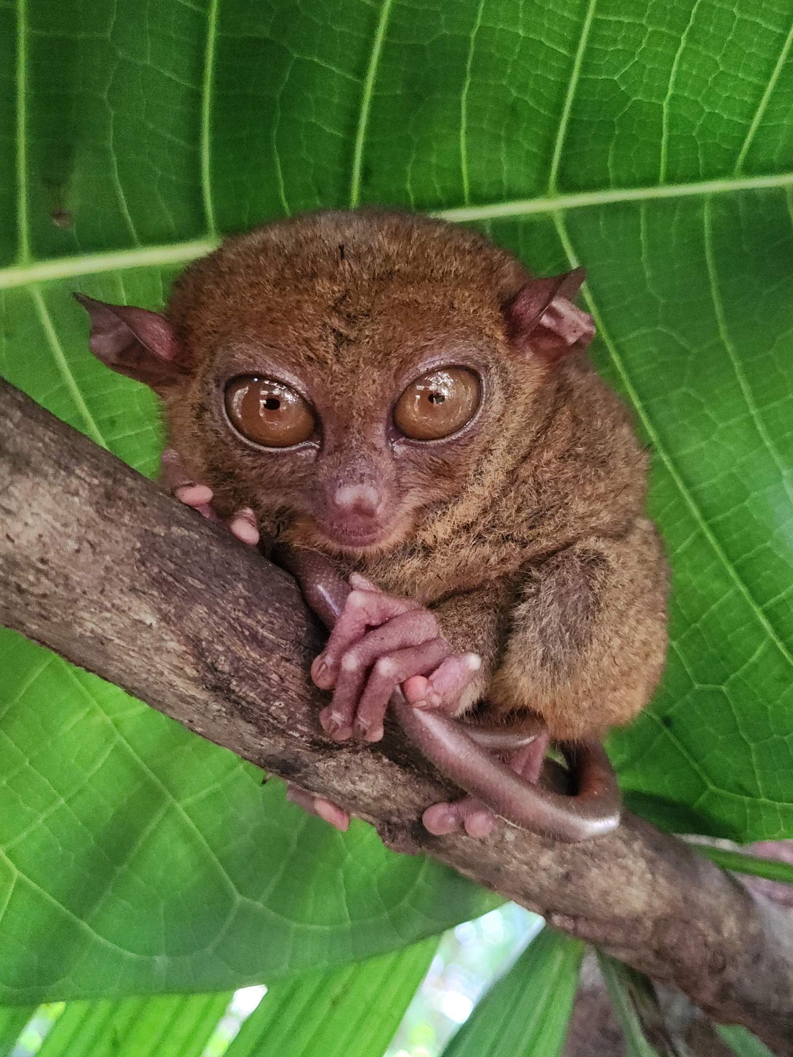 [보홀] 콜 가이드님과 함께 보홀 여행
