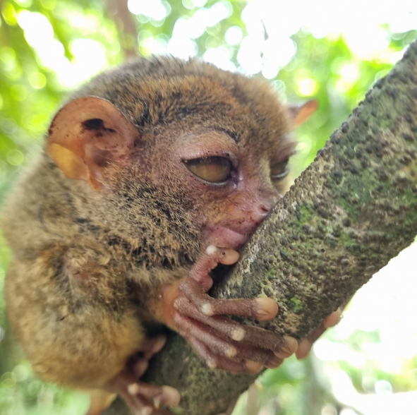 [보홀] 즐거운 보홀여행이었습니다!