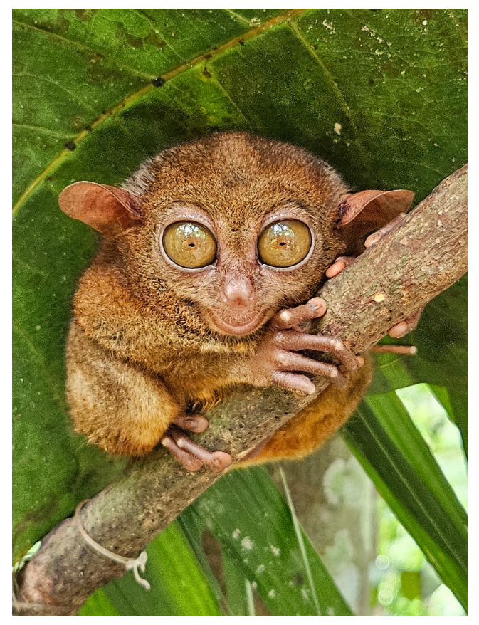 [보홀] 오스카가이드님과함께한 보홀여행!