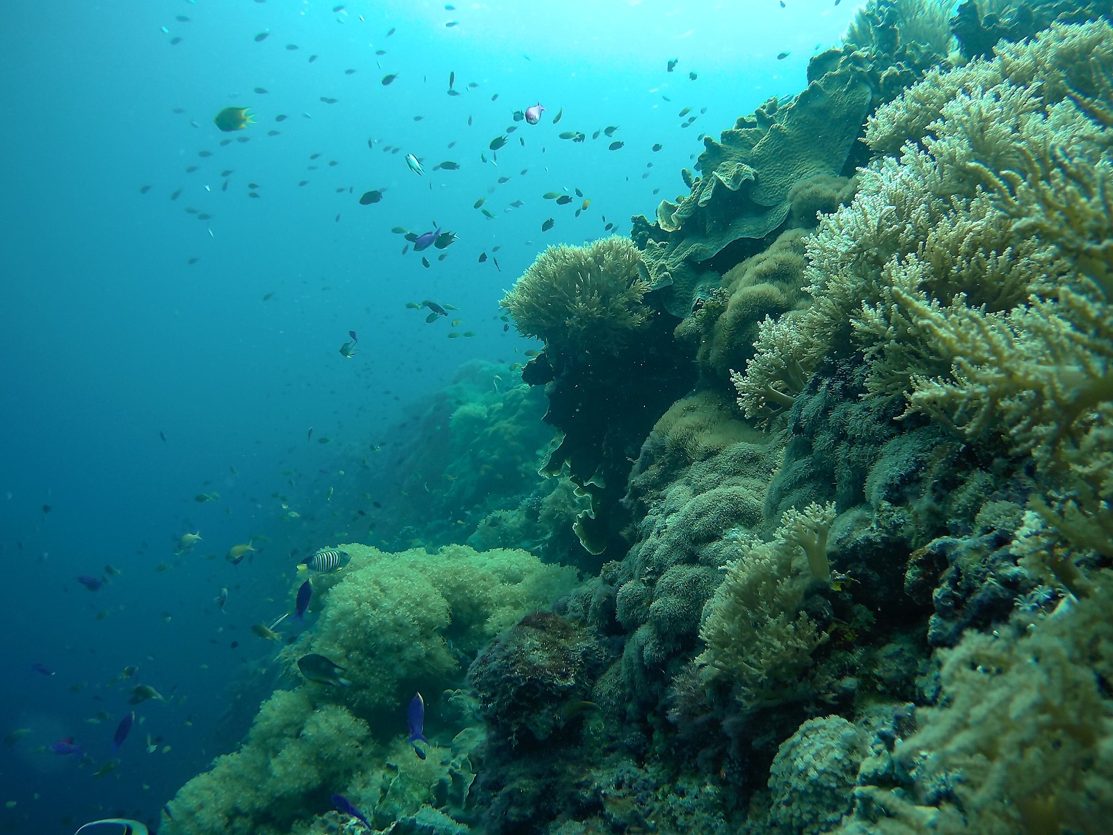 [보홀] 두번째 방문한 가이드맨 후기~! (feat.날씨요정)