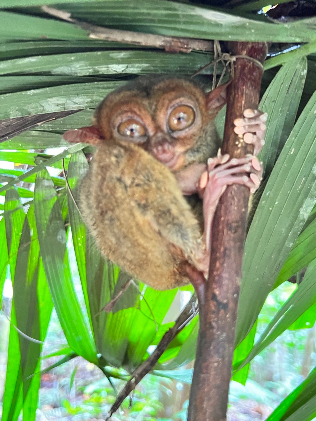 [보홀] 3박 5일 짧지만 알찼던 보홀 여행(feat. 문가이드님)