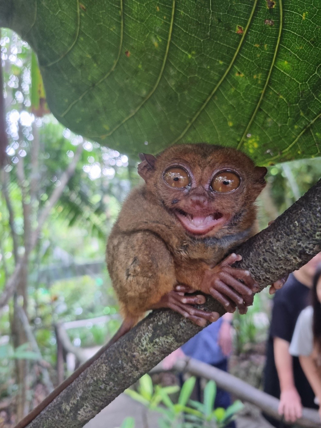 [보홀] 훈남 콜가이드님과 함께한 바다가 멋진 보홀~~