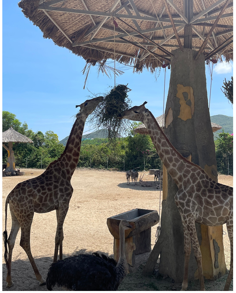 [나트랑] 가이드맨 꼭하세요 두번하세요 하니언니 짱!