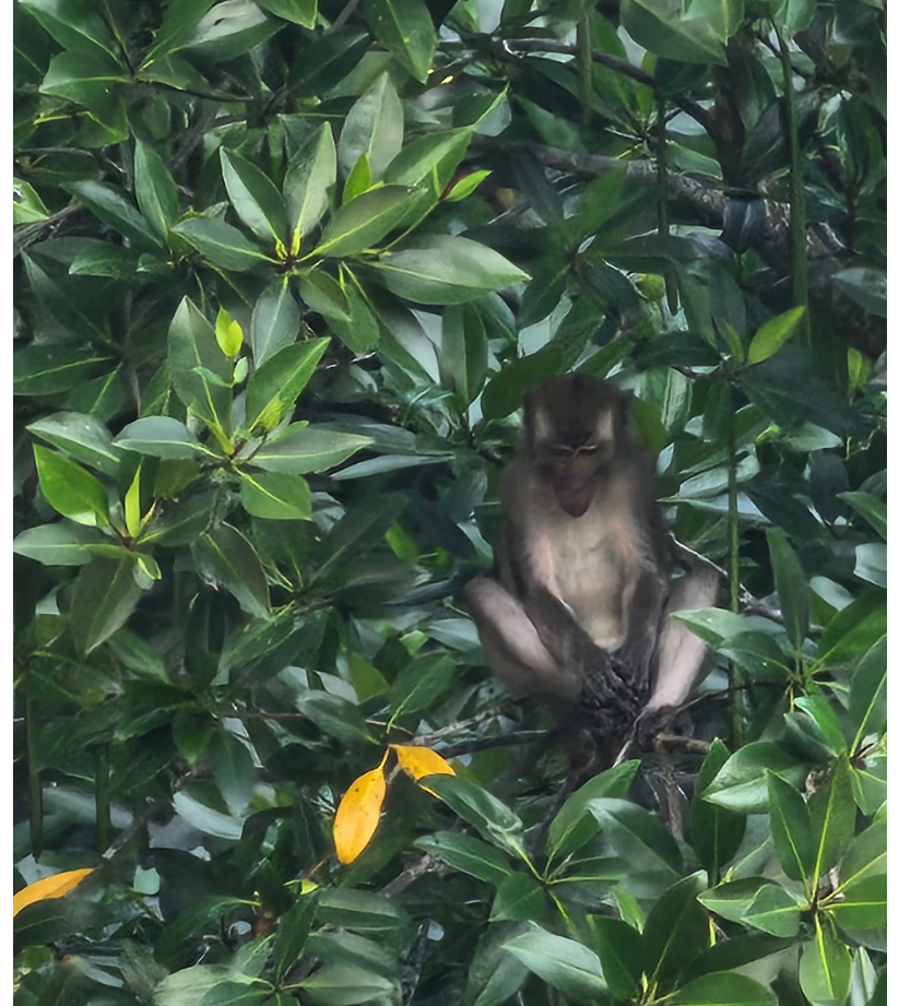 [코타키나발루] 반딧불투어때 만난원숭이가족들~~