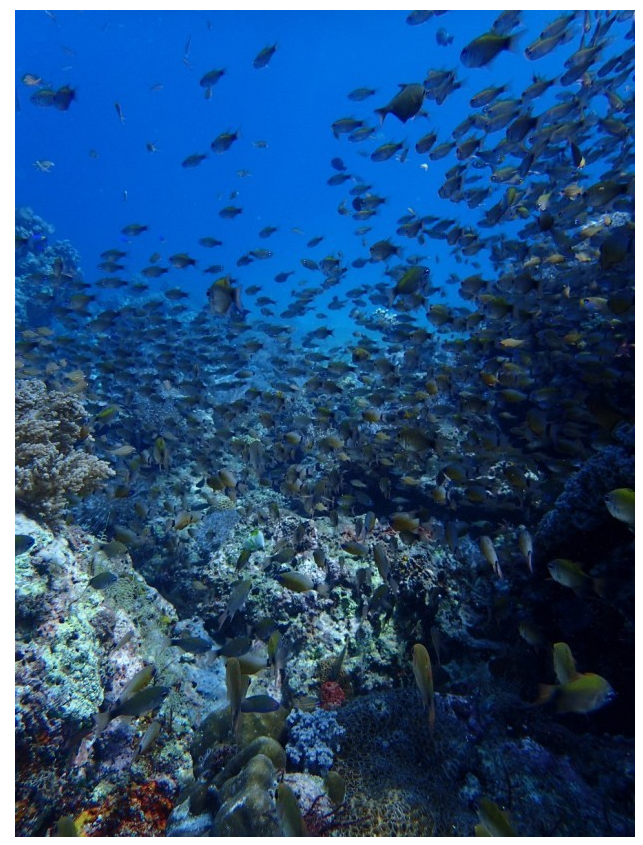 [세부] #채플린형 #매일 #마사지2시간 #성공적