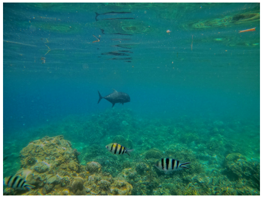 [세부] [제니 가이드님] 즐거웠던 세부 여행 후기