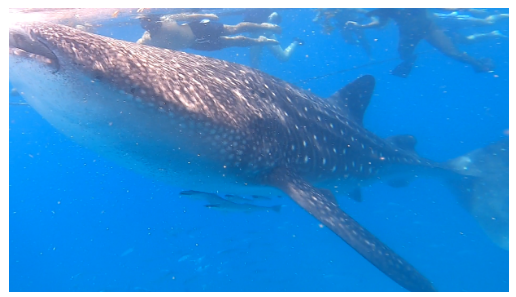 [보홀] <테디 가이드님>과 함께한 3박 5일 여행기