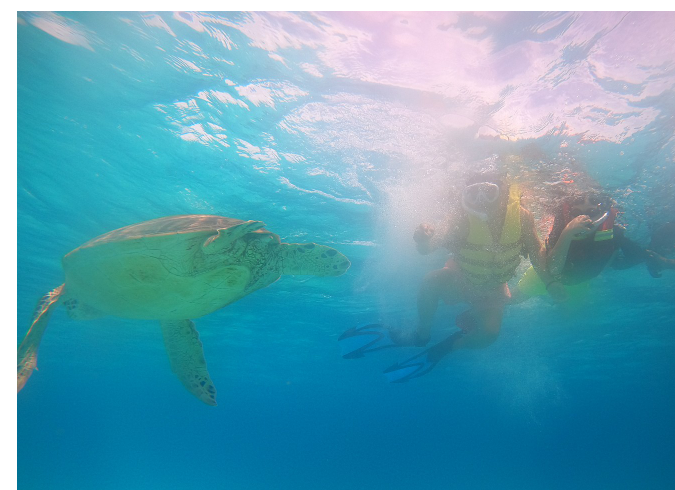 [보홀] 보홀3일차 두번째 투어 (호핑 팩)