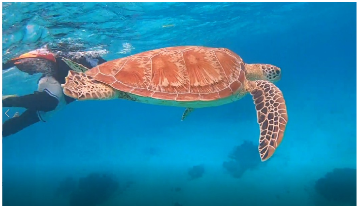 [보홀] 보홀3박5일 호핑팩 육상팩 솔직후기, 함께한 테디님 완전 감사했죠