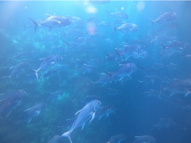 [세부] [세부여행] 나이다님과 함께한 알찬 시티투어팩 강추