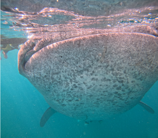 [보홀] 오스카님과 함께한 3일차 환호질러 미친고래 투어