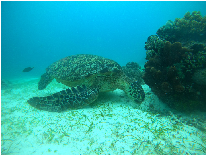[보홀] 문가이드님과 함께한 3대가족의 넘치도록 행복했던 여행후기