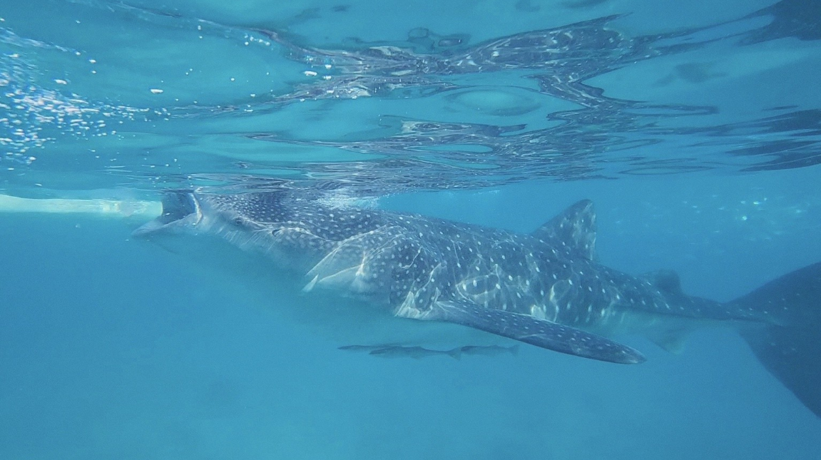 [세부] 가이드맨투어 (한나가이드님 & 브라이언가이드님) 함께한 후기