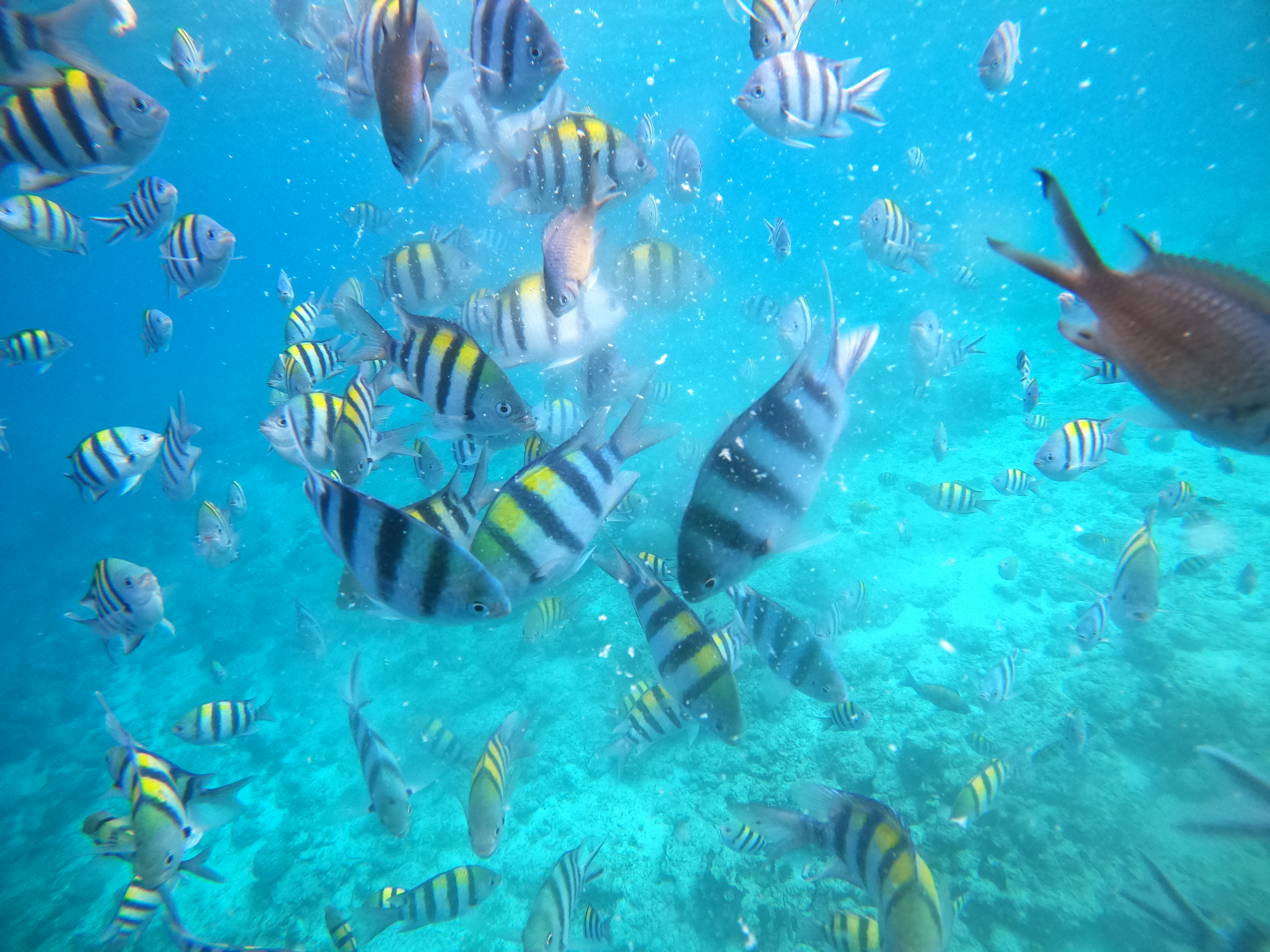 [세부] 세부 여행