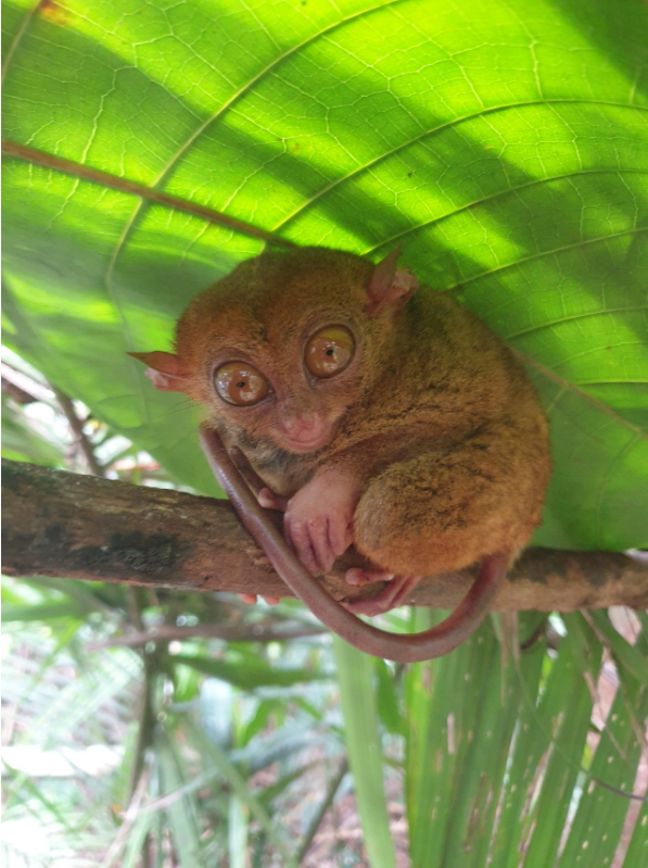 [보라카이] [여행후기] [보홀여행후기] 고마워요 가이드맨!!