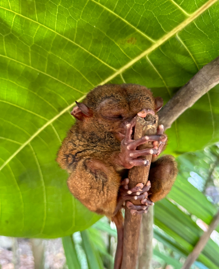 [보홀] 너무나 행복했던 보홀여행