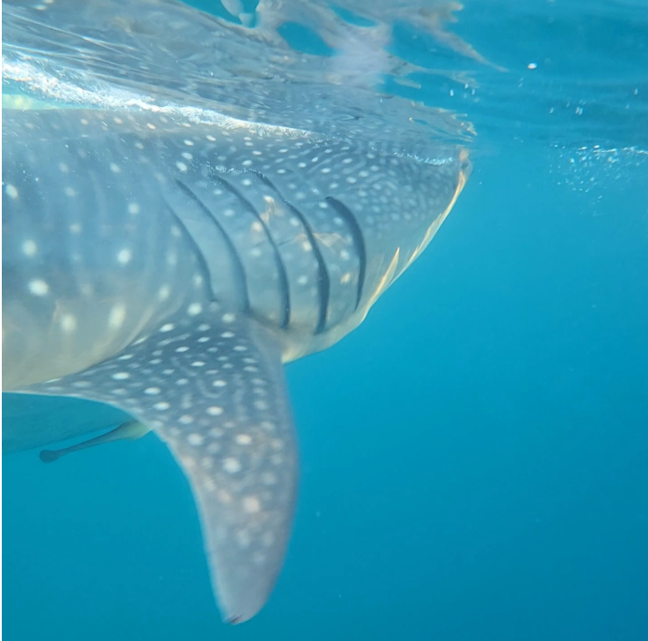 [세부] [여행후기] 친구 3명과 세부 여행(with 류가이드님,브라이언가이드님)