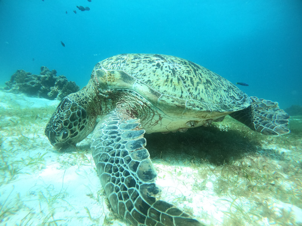 [보홀] 너무 행복했던 보홀여행!!