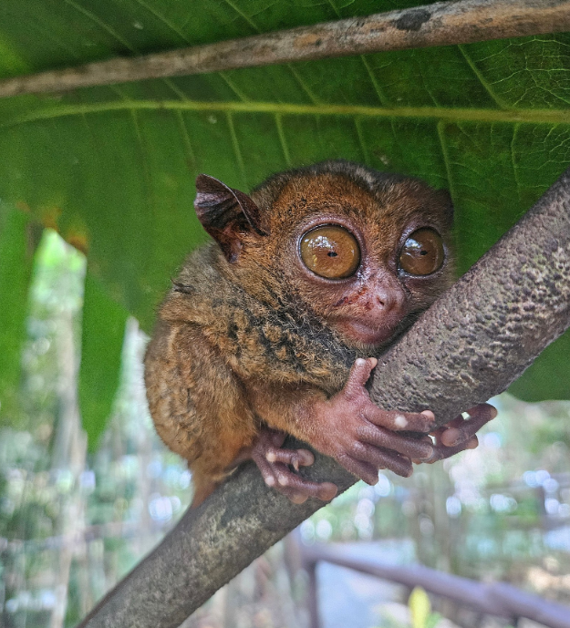 [보홀] 인생 첫 보홀 여행!