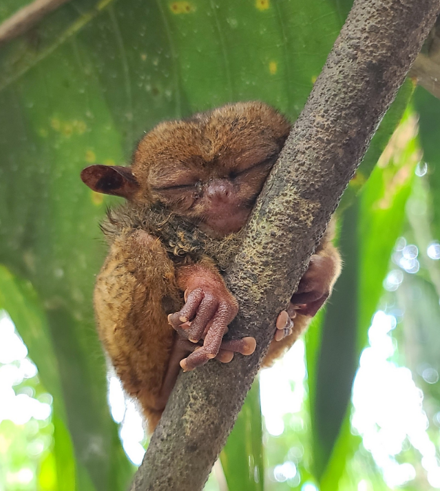 [보홀] [여행후기] 아빠 와 아들 둘이서 떠나는 보홀여행 with 보홀가이드맨 ( TJ가이드님 )