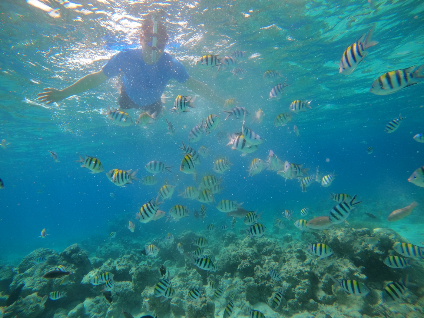 감동 ~~제님 수고했어요 머슴아들 7명  거닐고 다닌다고