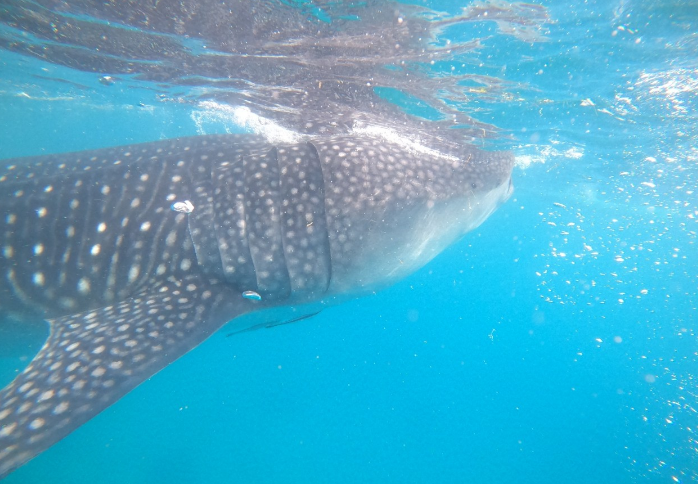 [세부] 첫 해외여행(헨리가이드님과)