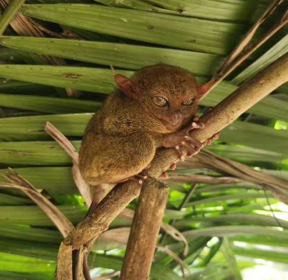 [보홀] 우당탕탕 여행기(MOON가이드님)