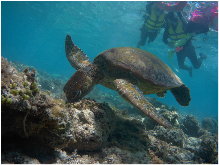 [보홀] Kenneth(케넷)과 함께여서 더 즐거웠던 보홀 여행