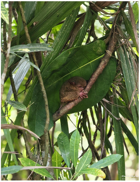 [보홀] 보미가이드님과 윤팸7인의 성공적인 여행후기