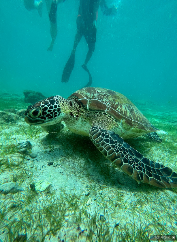 [세부] 제이크 가이드님과 함께한 행복한 세부여행 후기